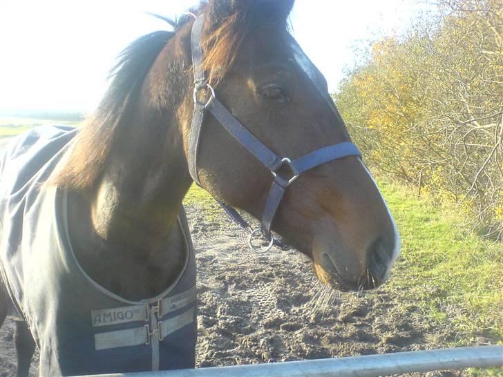 Traver Nobel Bork billede 6