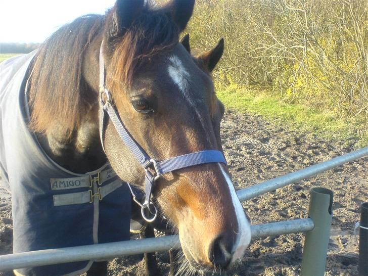 Traver Nobel Bork billede 7