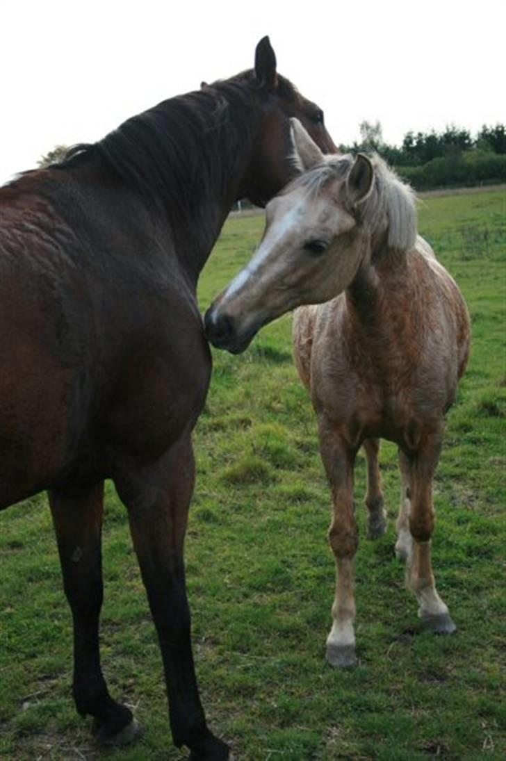 Anden særlig race Goldie - Bedste venner <3 billede 11