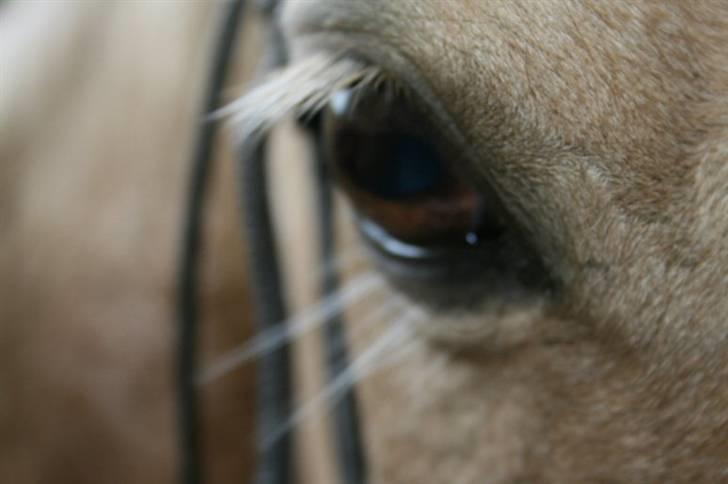 Anden særlig race Goldie - FLot ? billede 12