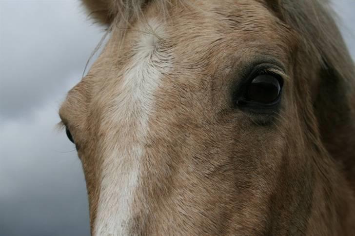 Anden særlig race Goldie billede 13