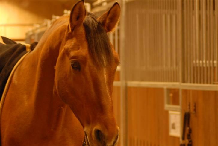 Tysk Sportspony Psw Desperado VALLAK - Velkommen billede 1