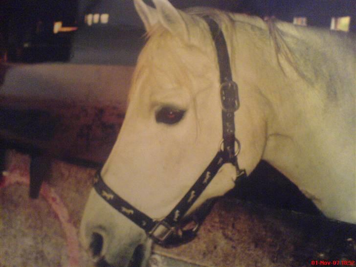 Sportsaraber (A) Shila (død) - Shila en vinter billede 6