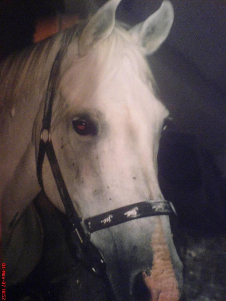 Sportsaraber (A) Shila (død) - Savner dig smukke )´: billede 7