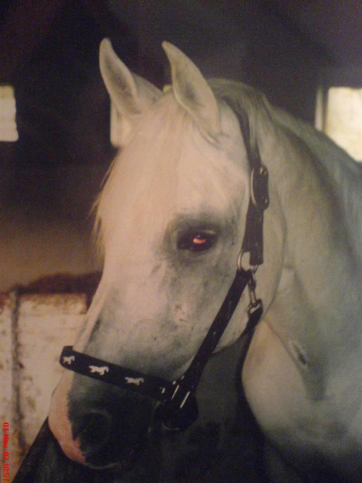 Sportsaraber (A) Shila (død) - Den smukke billede 8