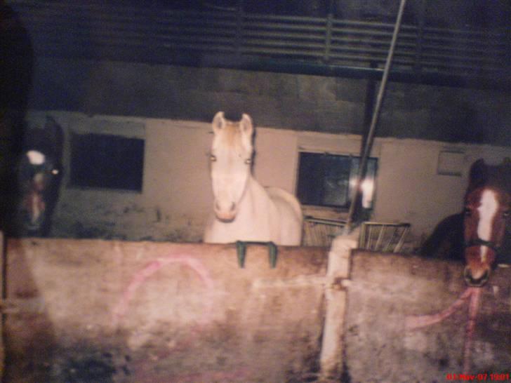 Sportsaraber (A) Shila (død) - Bajara til venstre, Shila i midten og shaco til højre (: billede 9