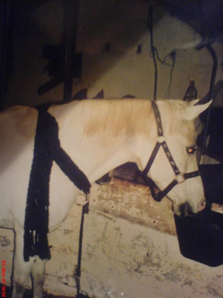 Sportsaraber (A) Shila (død) - Shila synes det var lidt koldt, så hun fik lige et halstørklæde på. hehe d: billede 11