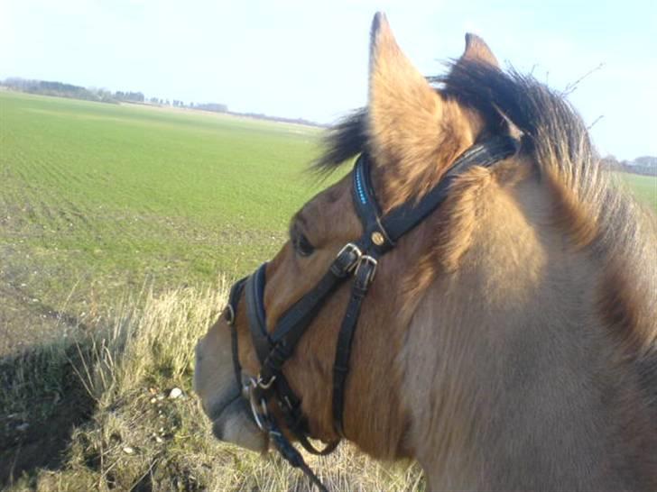 Anden særlig race Max billede 1