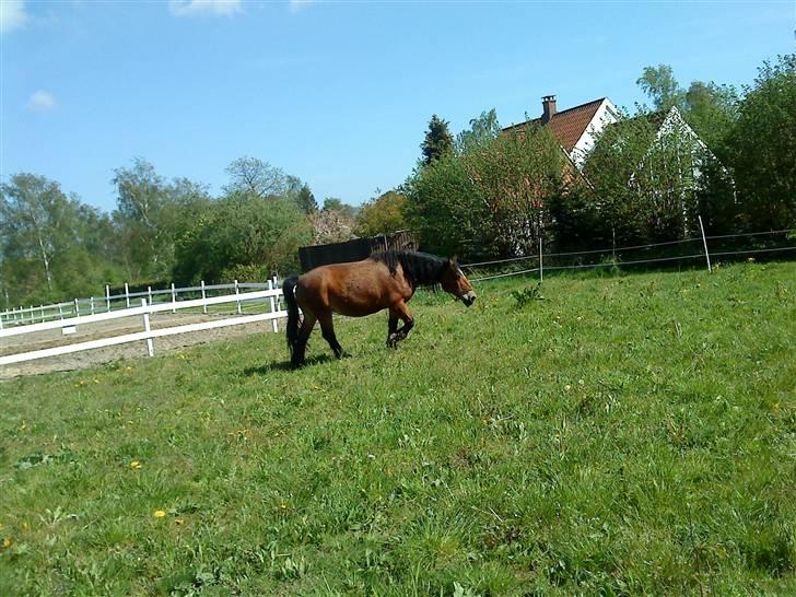 Belgier Bell,,  billede 11