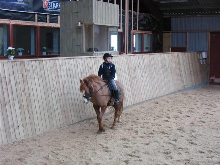 Hollandsk Sportspony FURRY **aflivet** - Furry i ridehal med Camilla billede 2