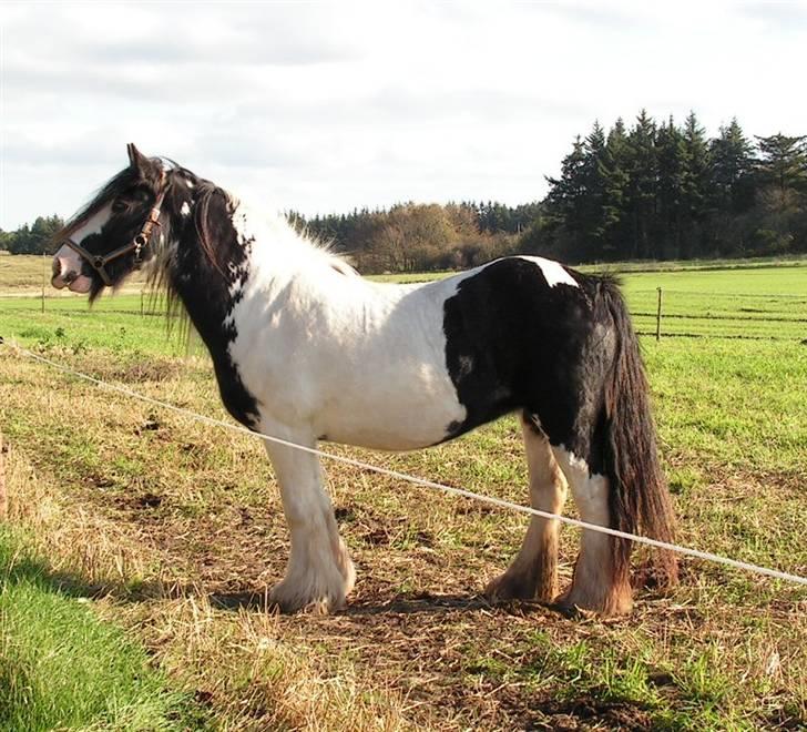 Irish Cob Clononeen Meniman - Meniman oktober 2007 billede 7