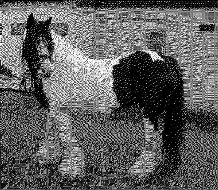 Irish Cob Clononeen Meniman - Meniman til kårin - forår 2007 billede 9