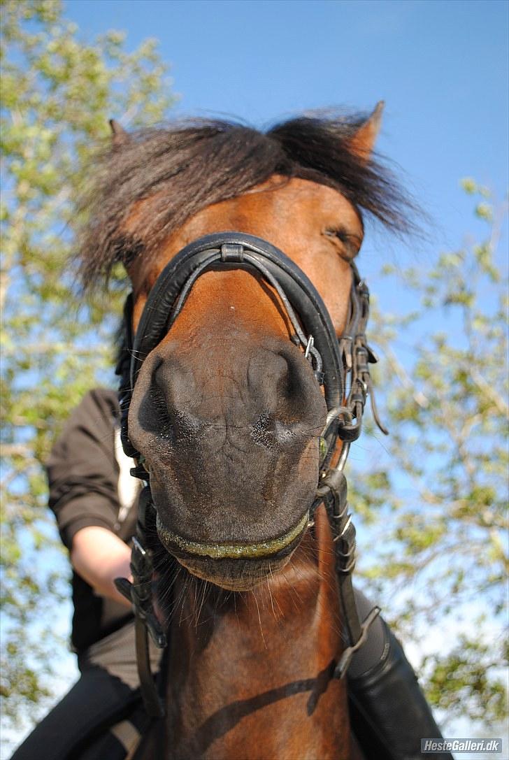 Anden særlig race Frenja, solgt. - Velkommen til verdens bedste ponys profil. tag et kig, læs teksten og giv en bedømmelse (-og begrundelse) - tak. billede 1