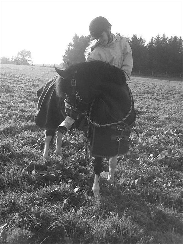 Anden særlig race Frenja, solgt. - En helt almindelig dag, hvor jeg hentede Baby på folden :-) billede 4