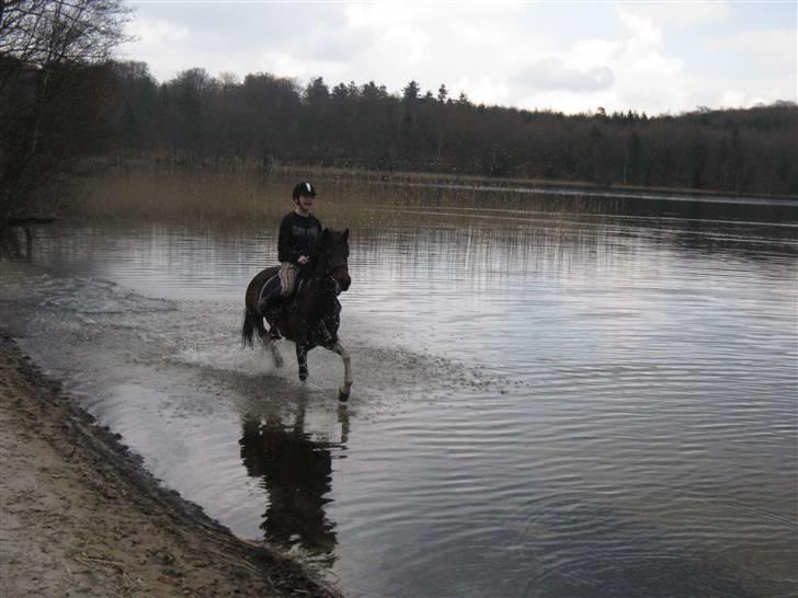 Anden særlig race Frenja, solgt. - Mener det her var den første gang vi var i vandet på Aggerholm! :-)  billede 6