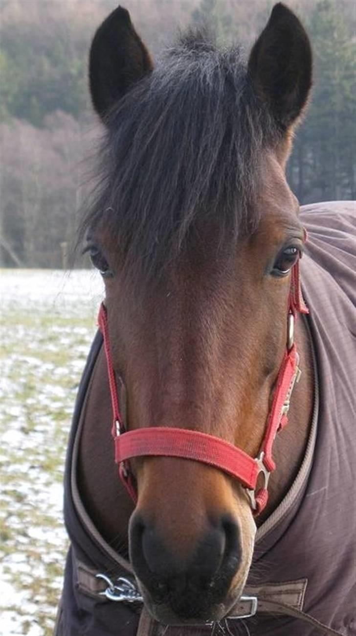 Anden særlig race Frenja, solgt. - En dejlig, men kold vintermorgen på folden. Smukke pige! billede 10