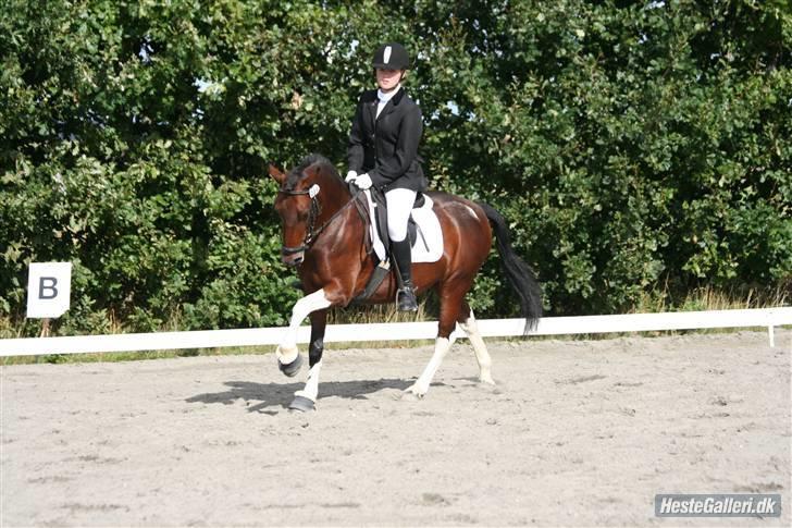 Anden særlig race Frenja, solgt. - Til et stævne i Harrildslev, dengang Baby og jeg tog dressuren seriøst. Hun gik denne klasse til lidt under 70%, og vandt den stort! Min elskede, lille pige. billede 12