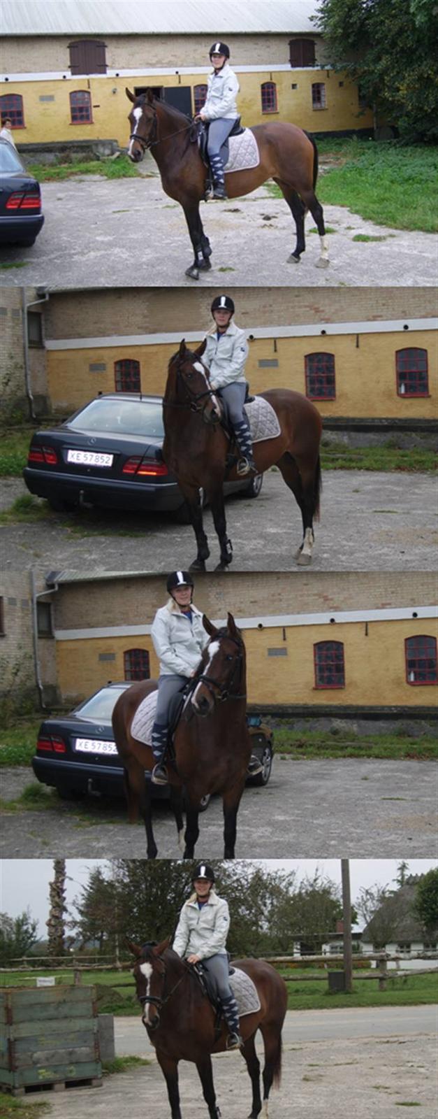 Dansk Varmblod  Møllegråds Perle  *død* billede 17