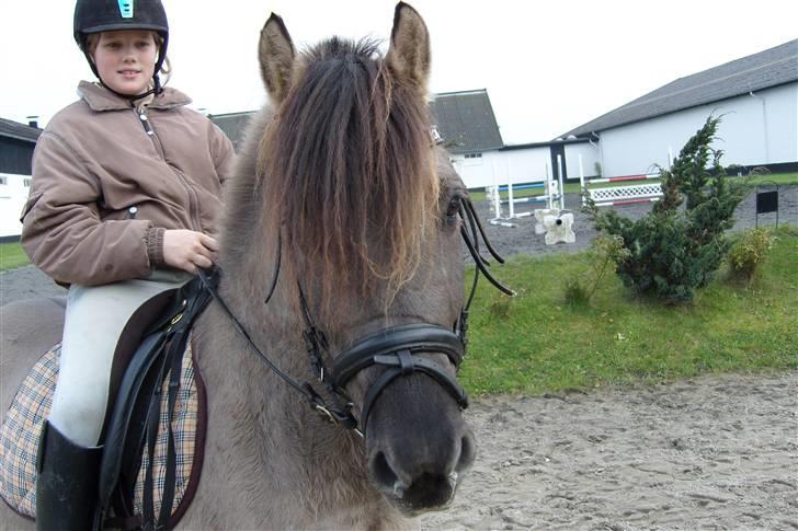 Konik Polski Mr. Bølle bob SOLGT!:'( - om-foto billede 5