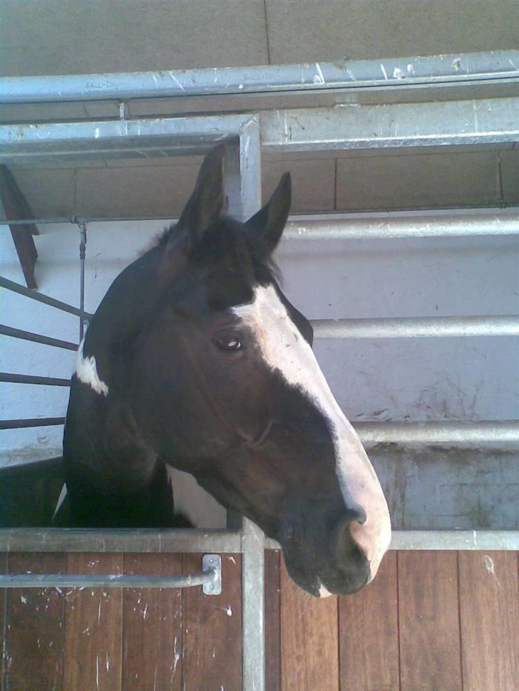 Pinto Sergio Tattani billede 11