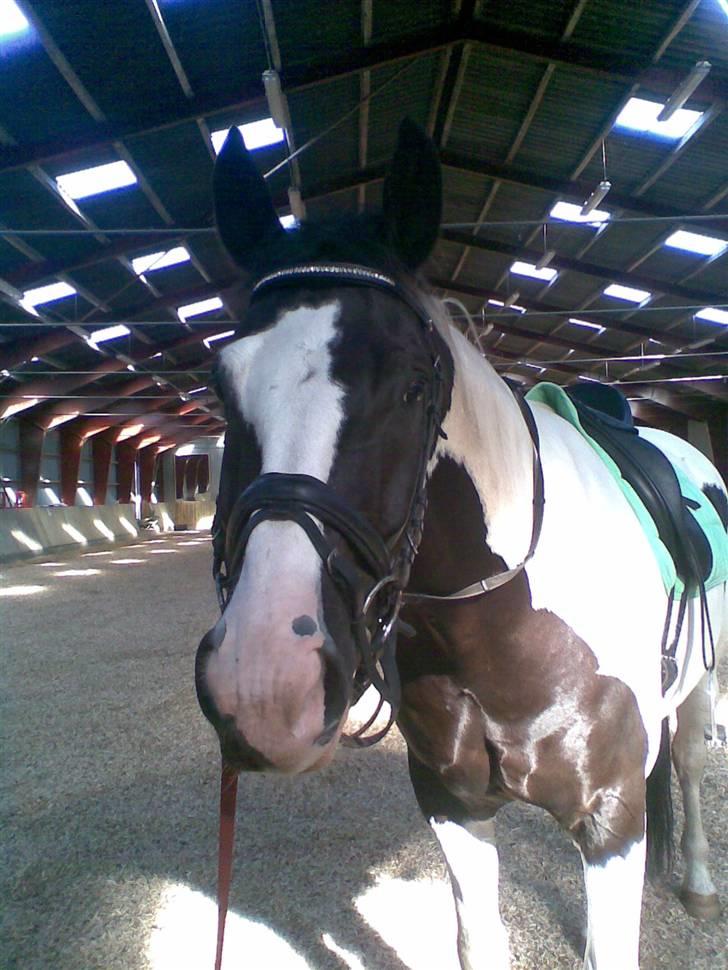 Pinto Sergio Tattani billede 12