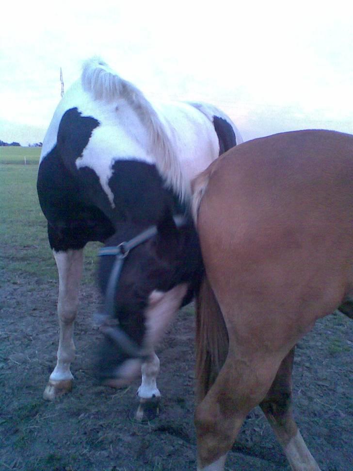 Pinto Sergio Tattani billede 13