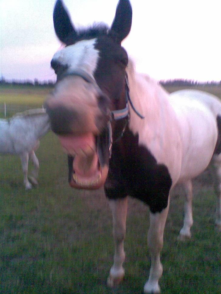 Pinto Sergio Tattani billede 14