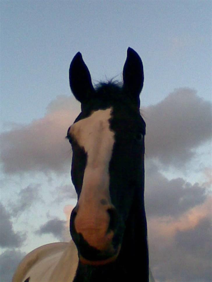 Pinto Sergio Tattani billede 15