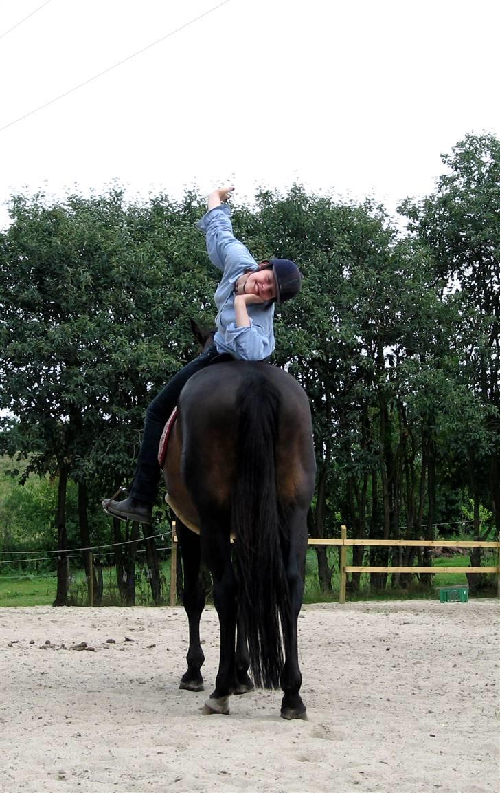 Dansk Varmblod *Kildegårdens Barton* sov stil ind den 19.dec 2011 - et dejligt efterårs foto  billede 5