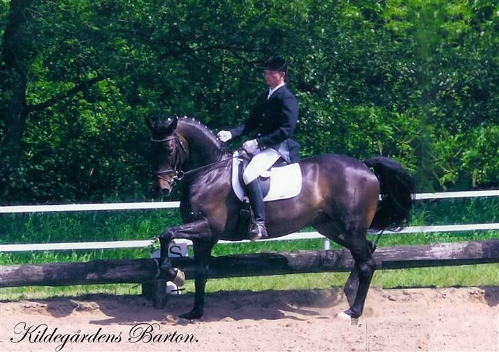 Dansk Varmblod *Kildegårdens Barton* sov stil ind den 19.dec 2011 - dette foto af barton til sit første stævne et foto vi fik med i hans heste pas af tidliger ejer billede 7