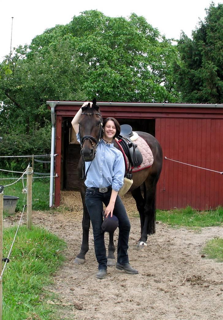 Dansk Varmblod *Kildegårdens Barton* sov stil ind den 19.dec 2011 - endnu et foto af barton i efterårs omgivelser billede 8