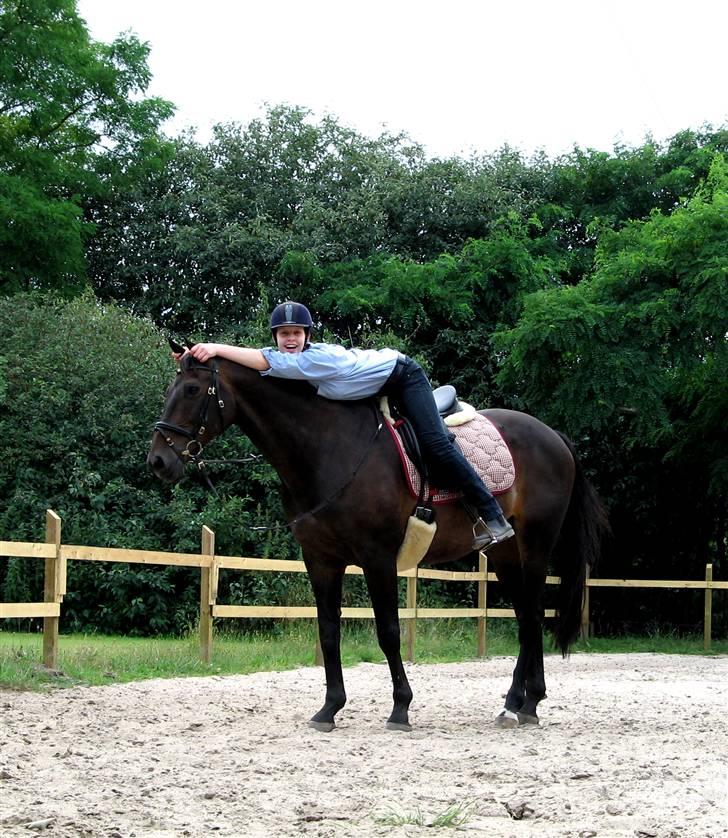 Dansk Varmblod *Kildegårdens Barton* sov stil ind den 19.dec 2011 - et foto af barton efter af have været på fold om sommer hvor han har sit flue dækken og hætte på da han er meget genert af fluer og myg de driver ham simpelt hen til vanvid billede 9