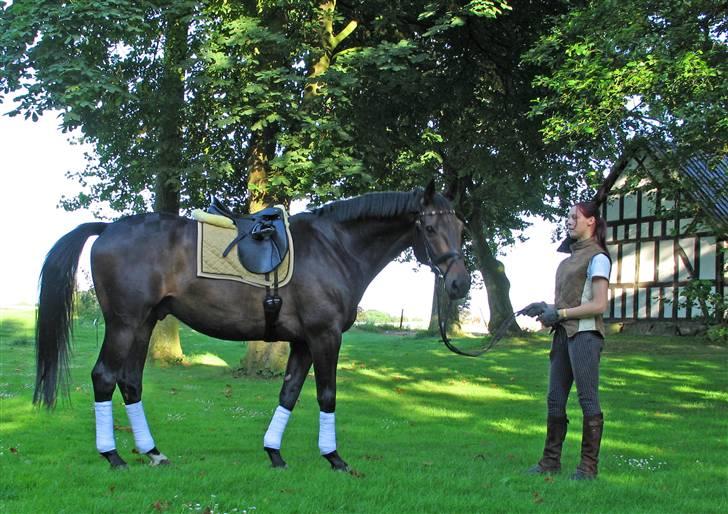 Dansk Varmblod *Kildegårdens Barton* sov stil ind den 19.dec 2011 - endnu et foto af barton med udstyr billede 10