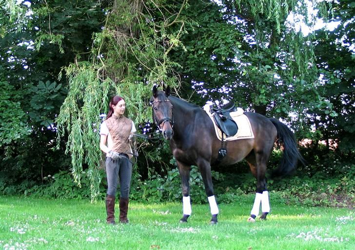 Dansk Varmblod *Kildegårdens Barton* sov stil ind den 19.dec 2011 - han elsker at blive fotograferet  billede 11