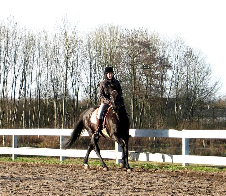 Dansk Varmblod *Kildegårdens Barton* sov stil ind den 19.dec 2011 billede 12