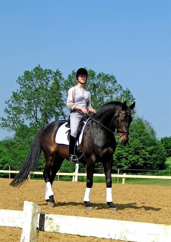 Dansk Varmblod *Kildegårdens Barton* sov stil ind den 19.dec 2011 - han kan vist allerede godt lide mig billede 13