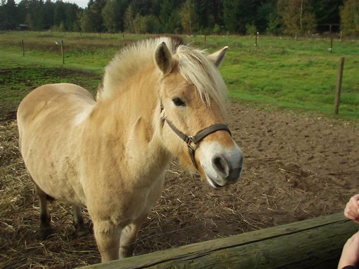 Fjordhest l Dina Halsnæs *R.I.P* - smukke Dina. <`3 billede 10