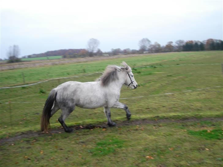 Islænder embla f. Lundegaard - bliver lige longeret :P billede 13