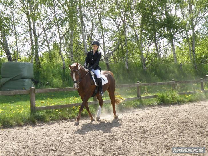 Hollandsk Sportspony Brenda - Velkommen til Brenda Hollandsk HSP ( miss. Brenda ) billede 1