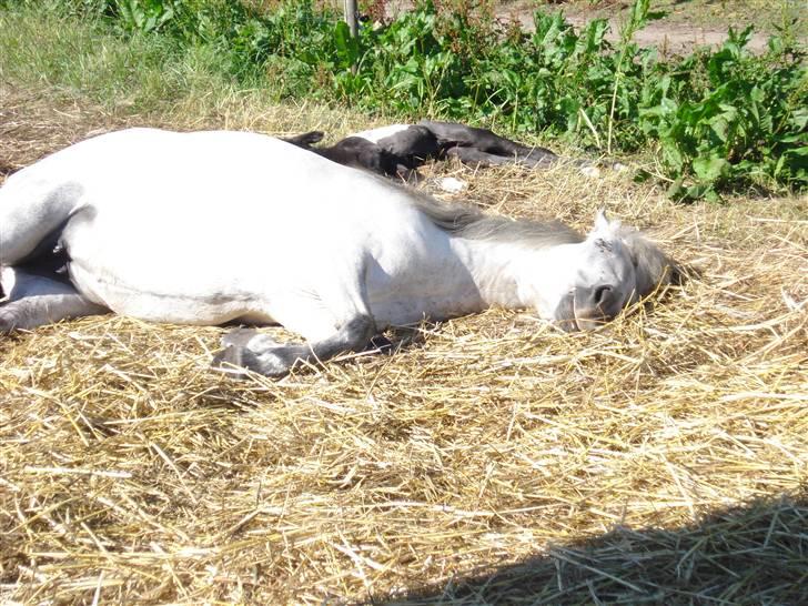 Islænder embla f. Lundegaard - ja det så hende og hendes føller han er ca. 7-8 timer gammel der :P billede 14