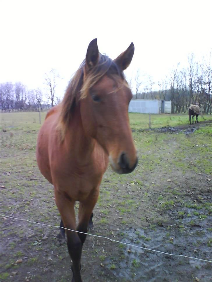 Anden særlig race Shadow <3 (: billede 15