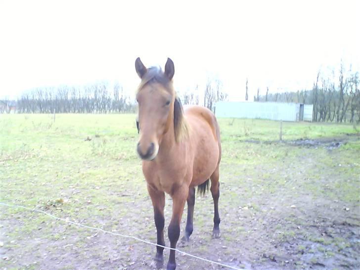 Anden særlig race Shadow <3 (: billede 16