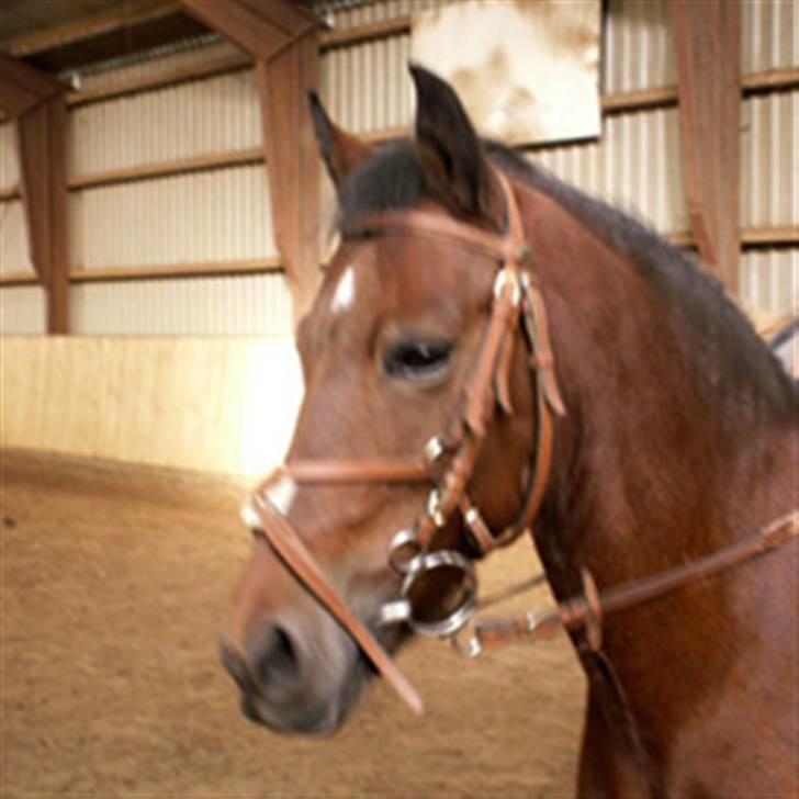 DSP Star(solgt)<3 - Stars smukke hoved billede 1