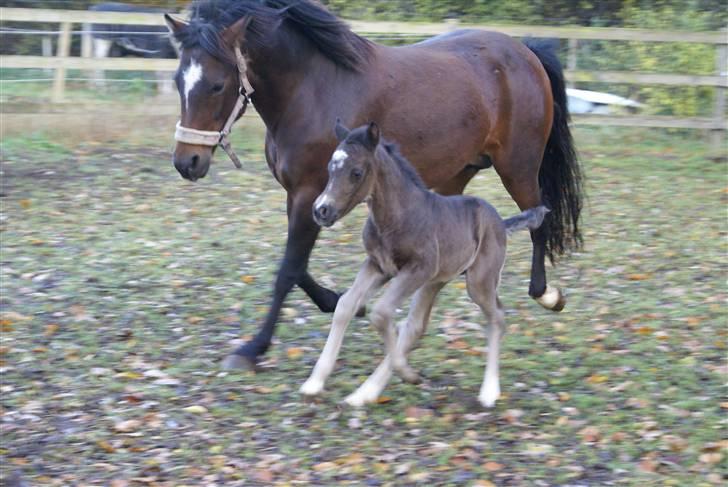 Anden særlig race ahorns speedy fly billede 12