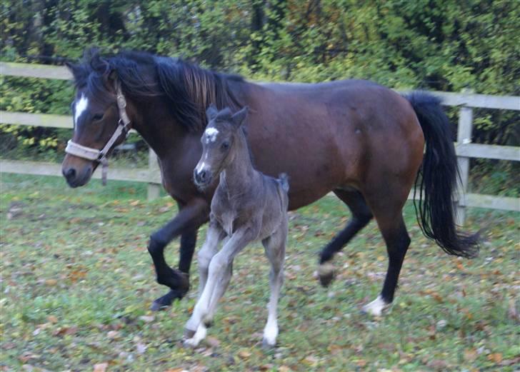 Anden særlig race ahorns speedy fly - mig og mor billede 17