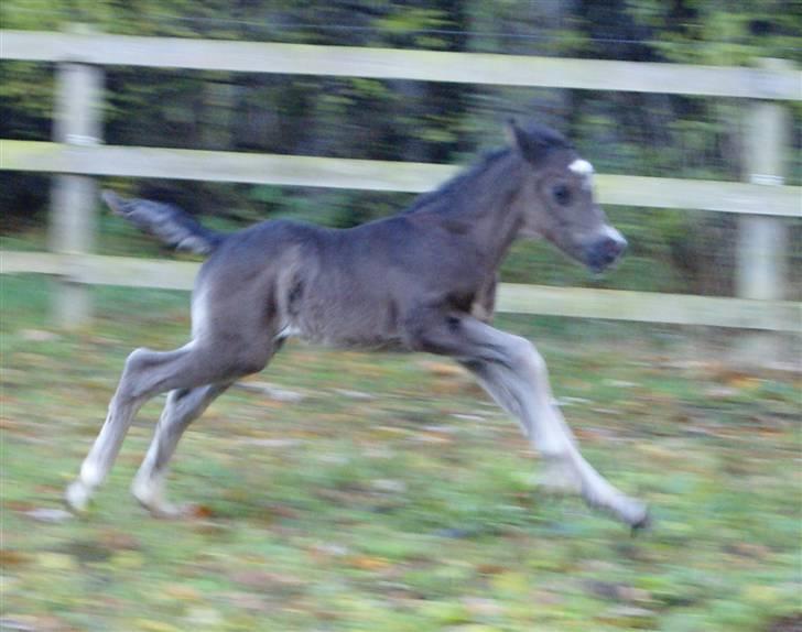 Anden særlig race ahorns speedy fly - jeg kan løbe stærkt :-)) billede 18