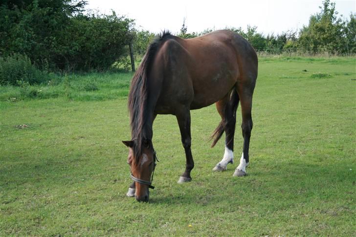 Trakehner Hillary *R.I.P* - © Loús Foto billede 18
