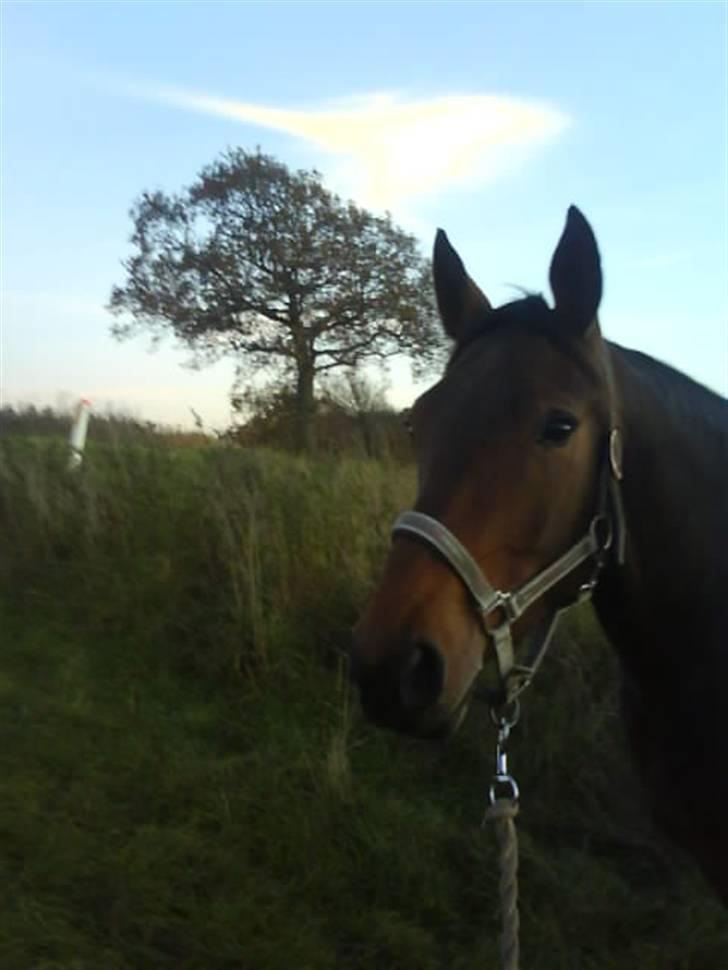 Anden særlig race Luka - FLYTTET - En dag på marken. Fotograf: Mig. November 07. billede 10