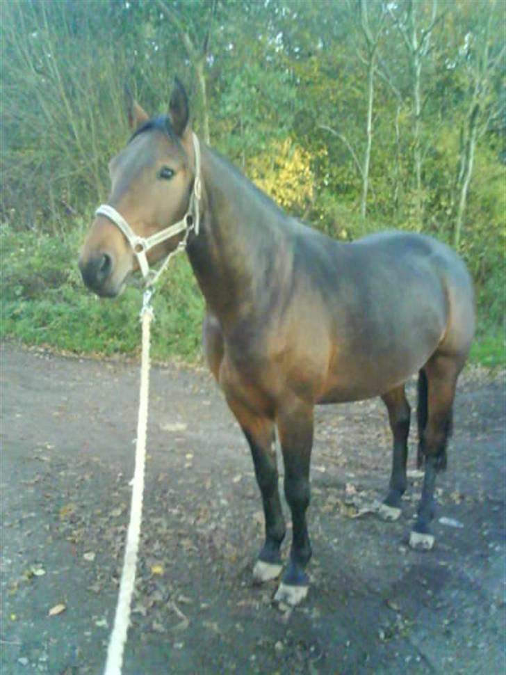 Anden særlig race Luka - FLYTTET - En dejlig efterårsdag på tur. Fotograf: Mig. November 07. billede 11