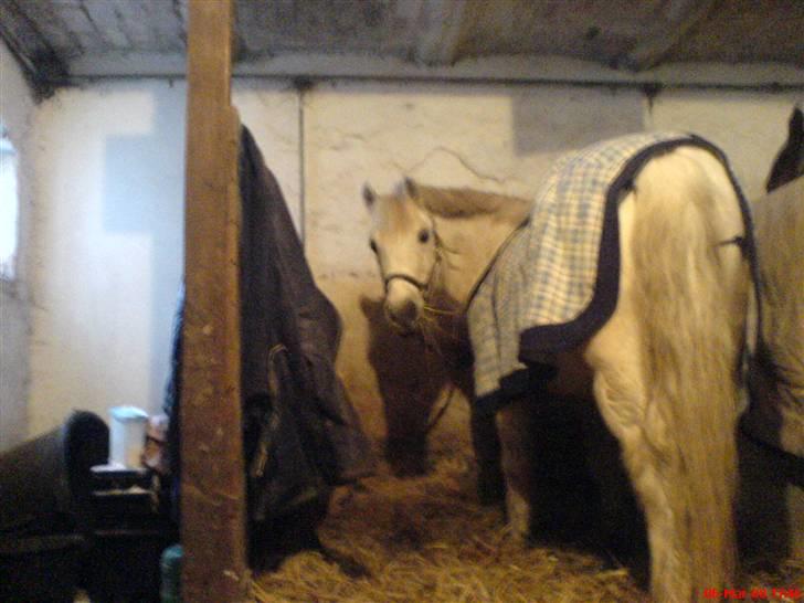 Anden særlig race Sibon - sibon skat.. billede 17